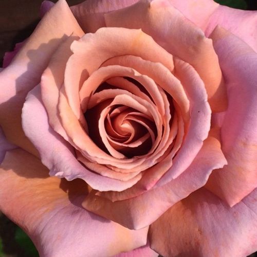 Rosa Simply Gorgeous™ - rosa de fragancia intensa - Árbol de Rosas Híbrido de Té - rosal de pie alto - rosa - John Ford- forma de corona de tallo recto - Rosal de árbol con forma de flor típico de las rosas de corte clásico.